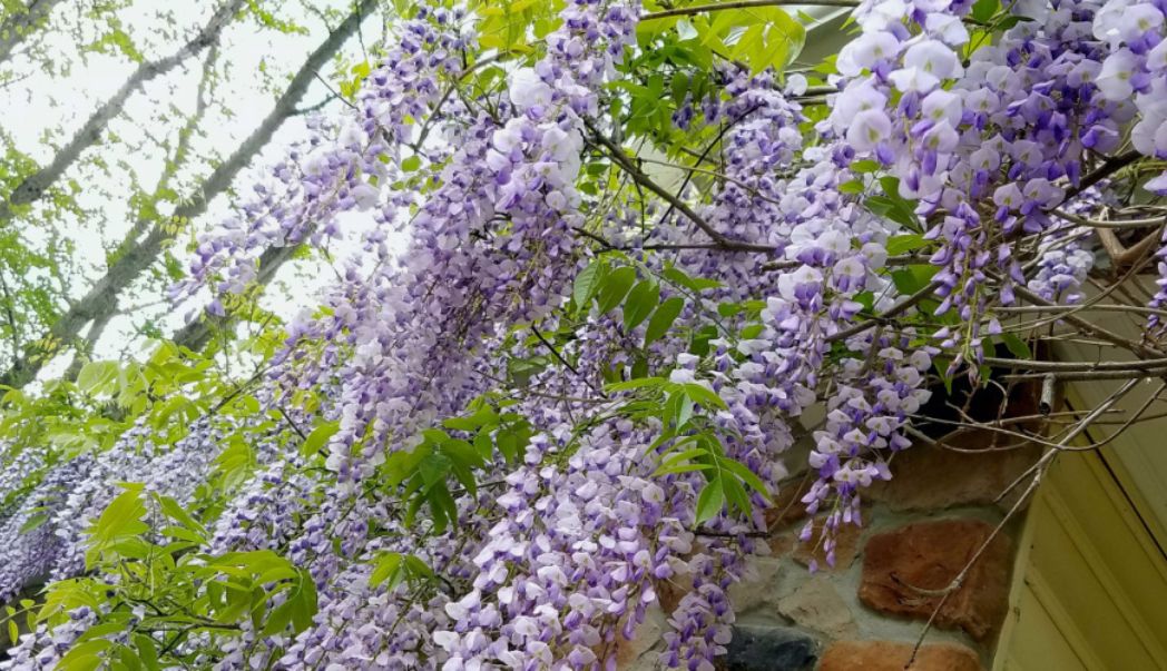 wisteria background Kate Pet Spring Fresh Wisteria Purple Curtain Printed Backdrop Designed by  Emetselch main image 0