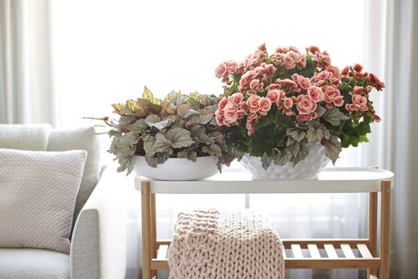 Houseplant of the month: Begonia