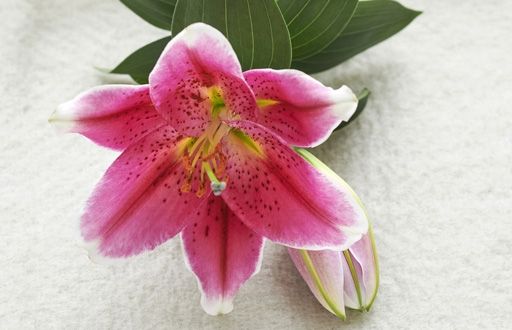 Houseplant of the month: the Lily