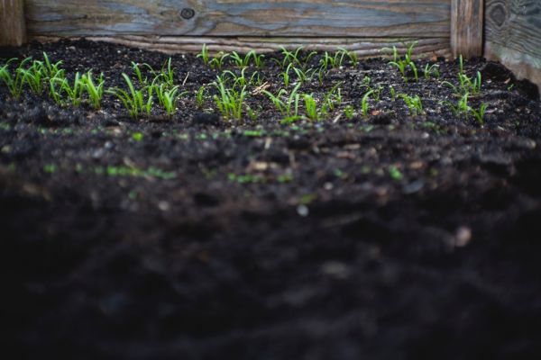 How to improve your soil this time of year?