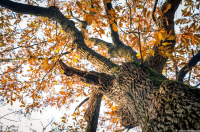 November's plant of the month is trees