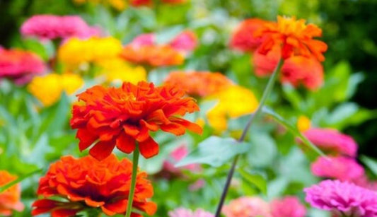 10 tips on growing your own cutting garden