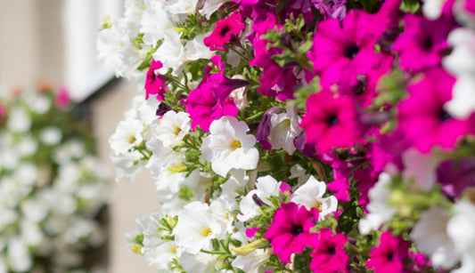 15 garden tips for May