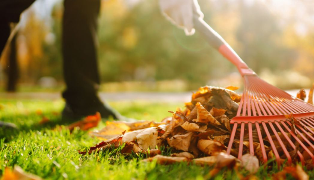 15 garden tips for November