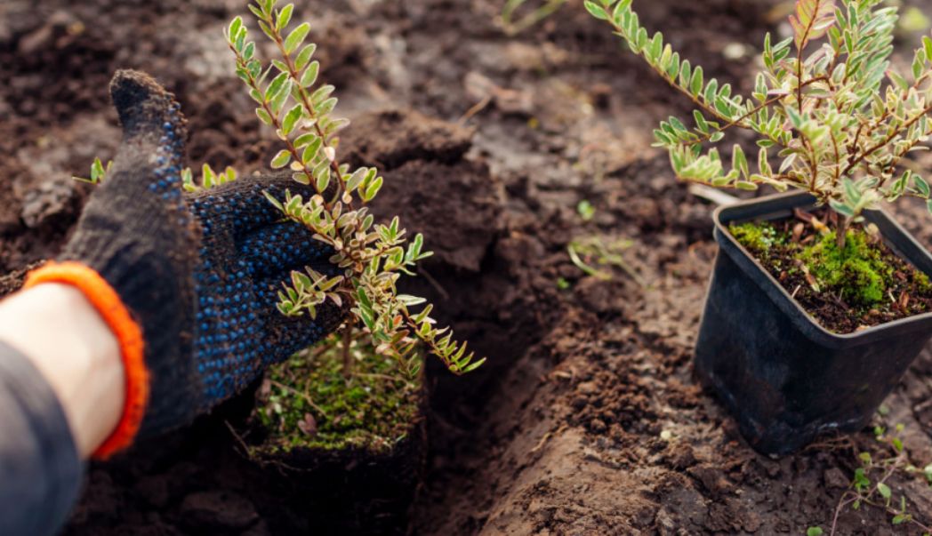 15 garden tips for October