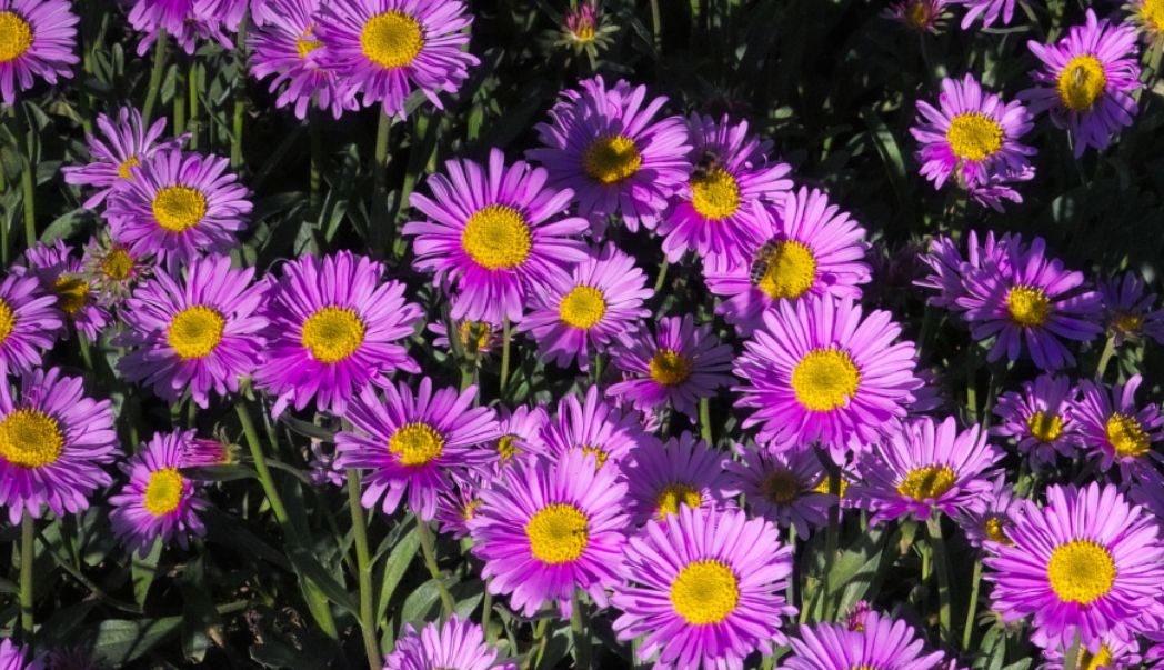 15 garden tips for September