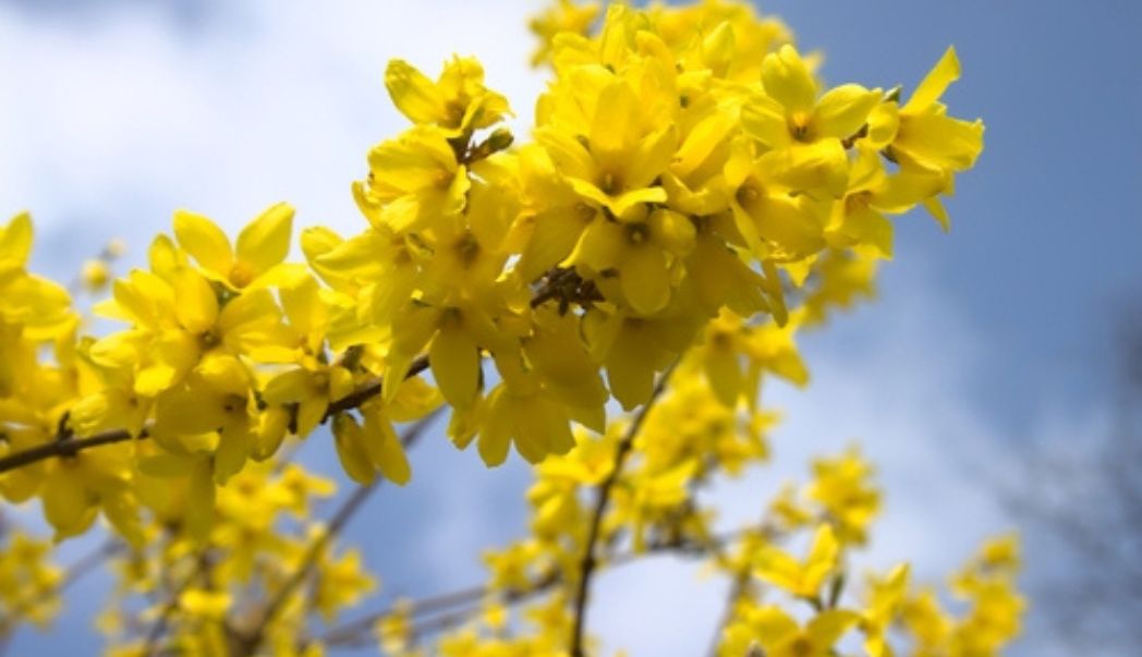 15 gardening tips for April