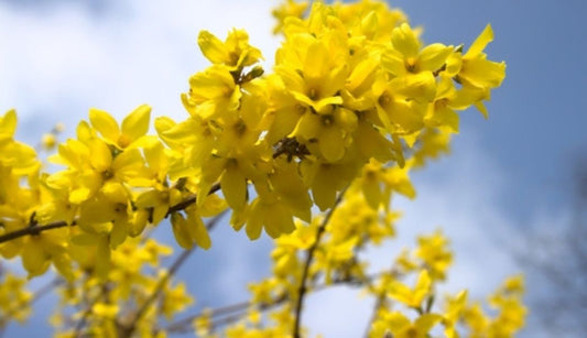 15 gardening tips for April