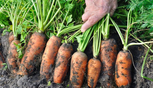 15 gardening tips for August