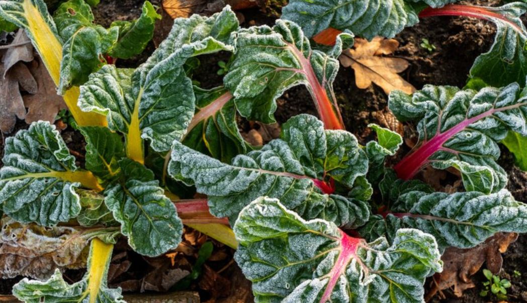 15 gardening tips for December
