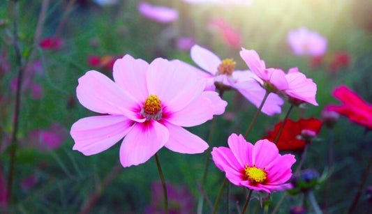 15 gardening tips for July