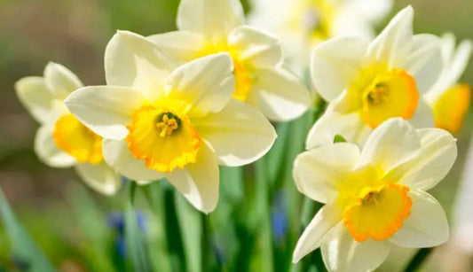 15 gardening tips for March