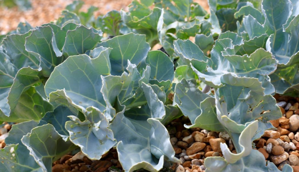 3 under-rated fruit and vegetables to grow