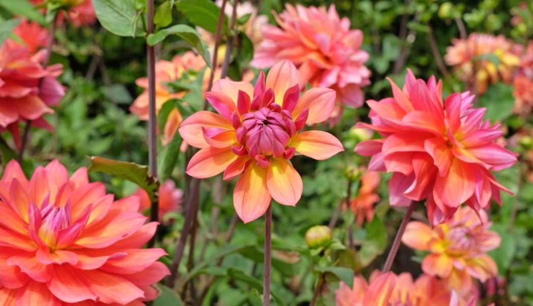 4 spectacular summer bulbs to plant now