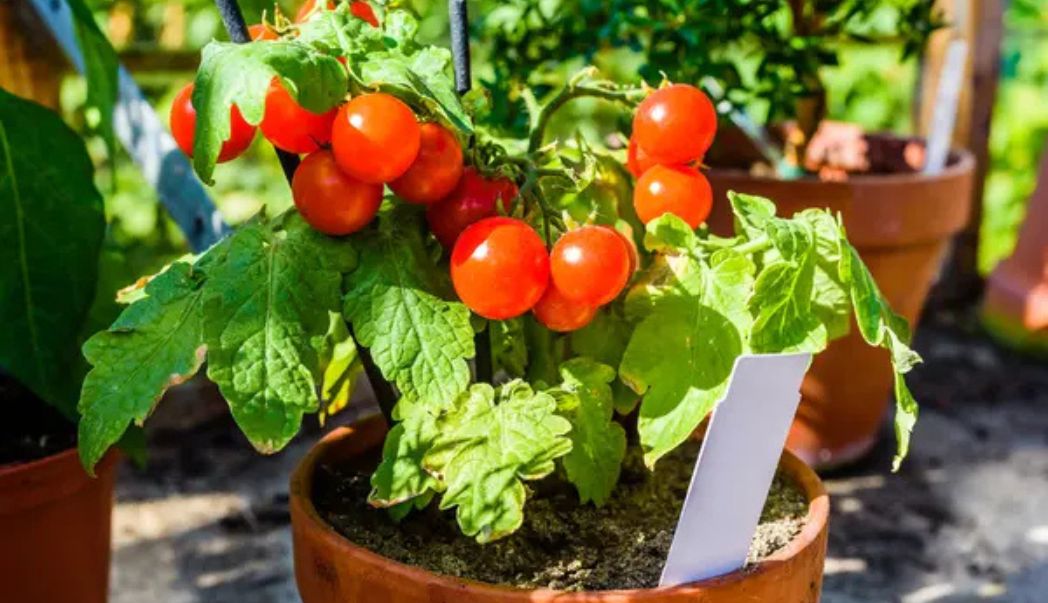 5 easy vegetables to grow in containers