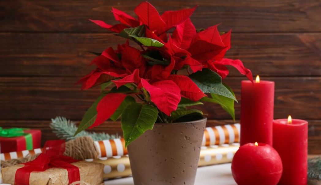 5 popular flowering Christmas houseplants