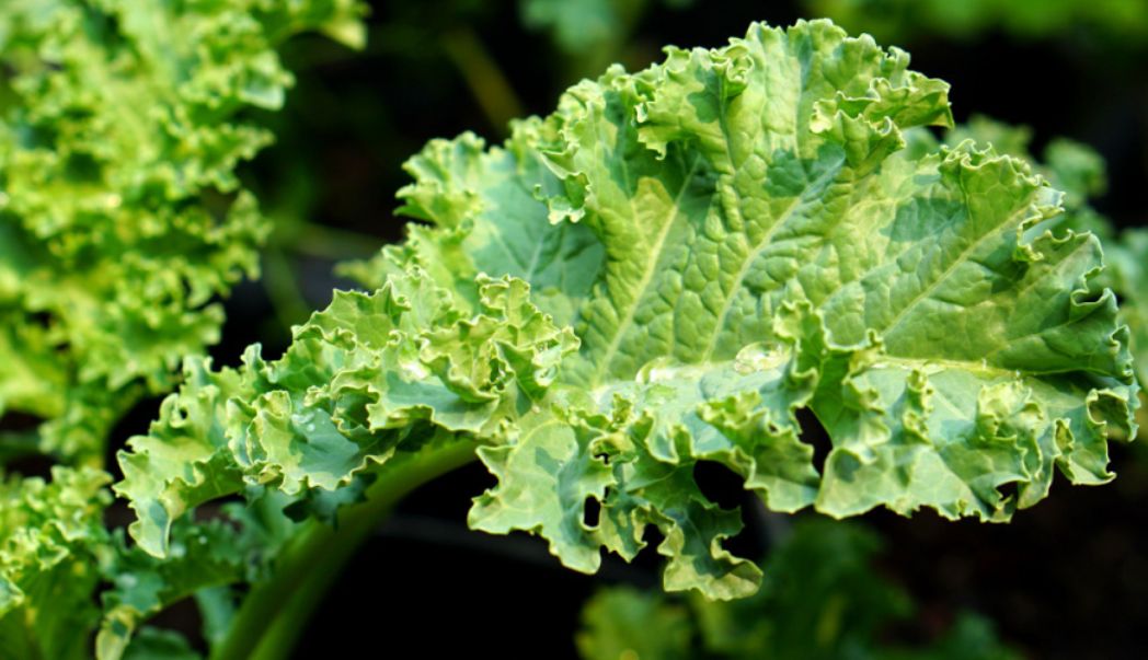 5 vegetables to grow in autumn