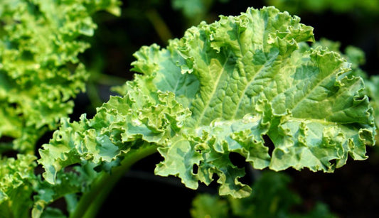 5 vegetables to grow in autumn