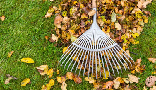 6 top autumn lawn care tips