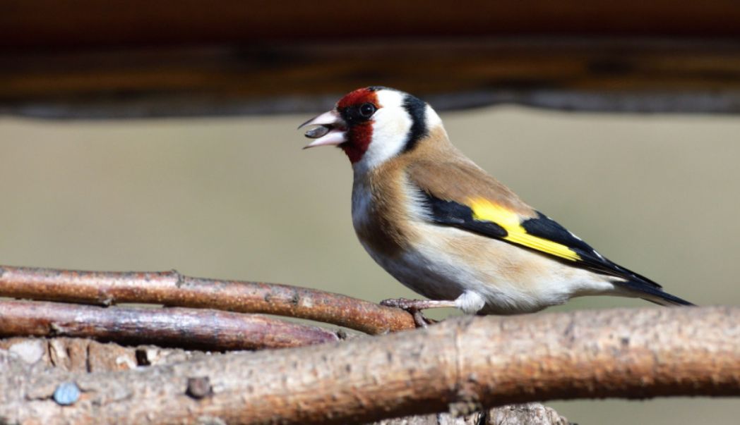 6 ways to attract birds to your garden