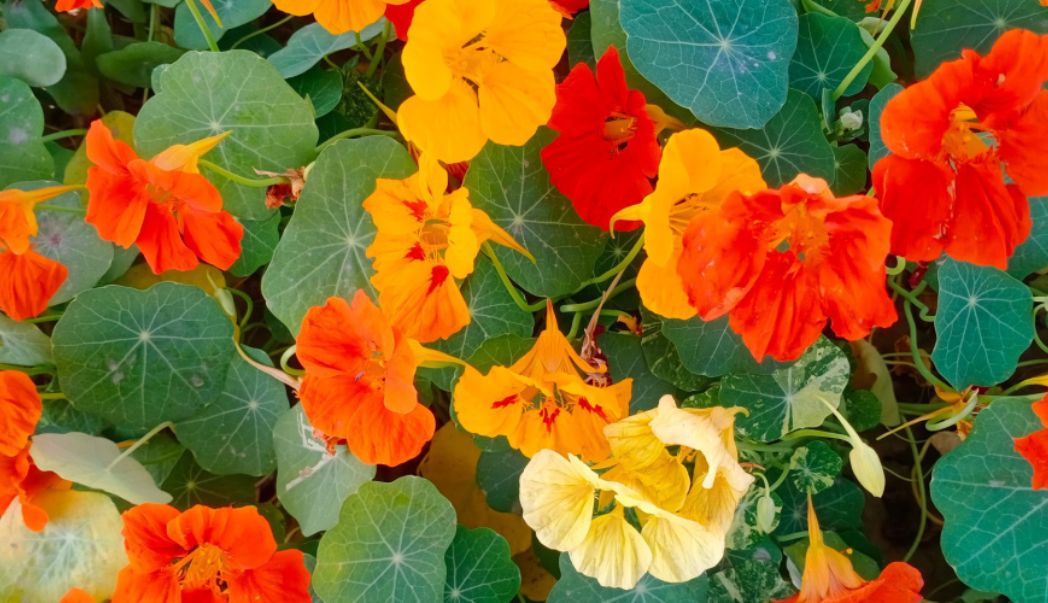 7 natural pest control tips for gardeners