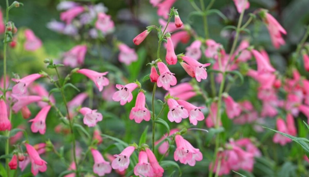 8 great plants for late summer colour