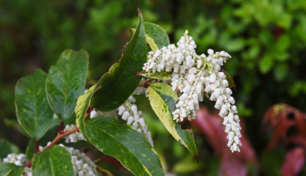 All about the enchanting Leucothoe