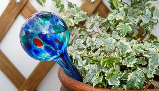 Are watering globes good for your houseplants?