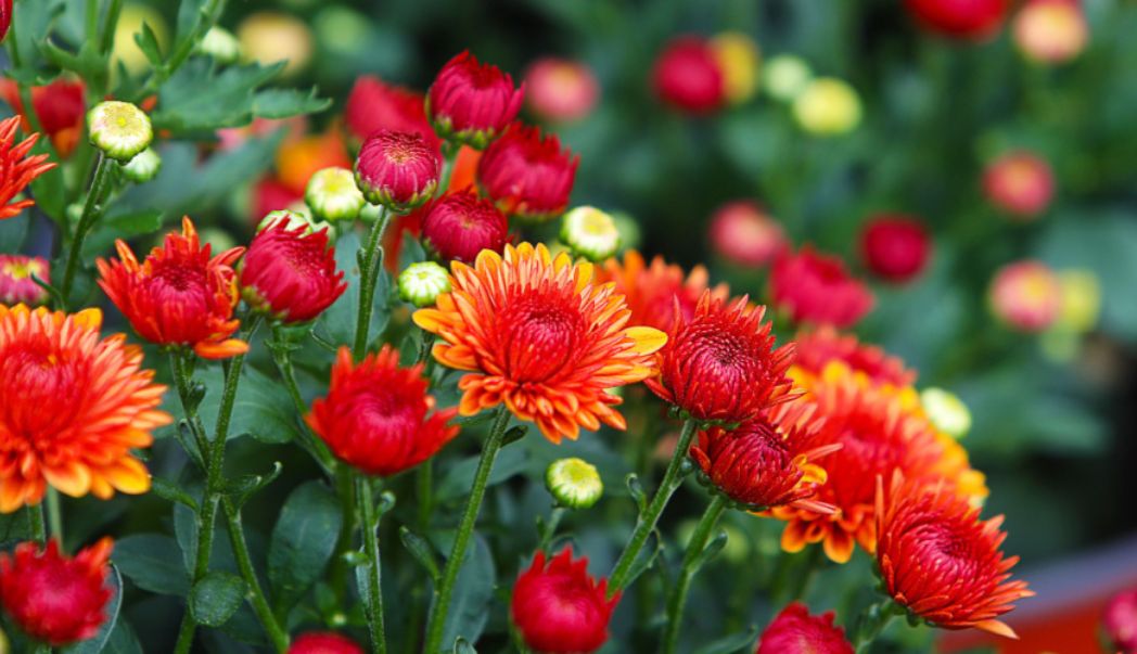 Autumn plants to brighten your garden