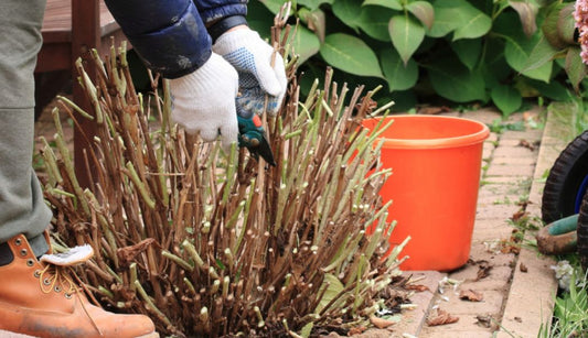 Autumn's garden preparation