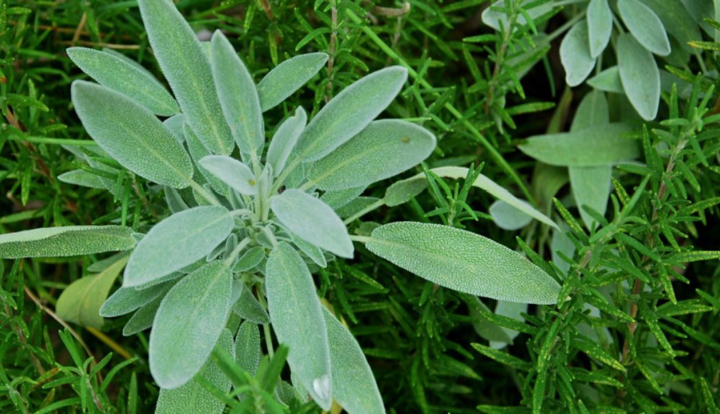 Benefits of companion planting