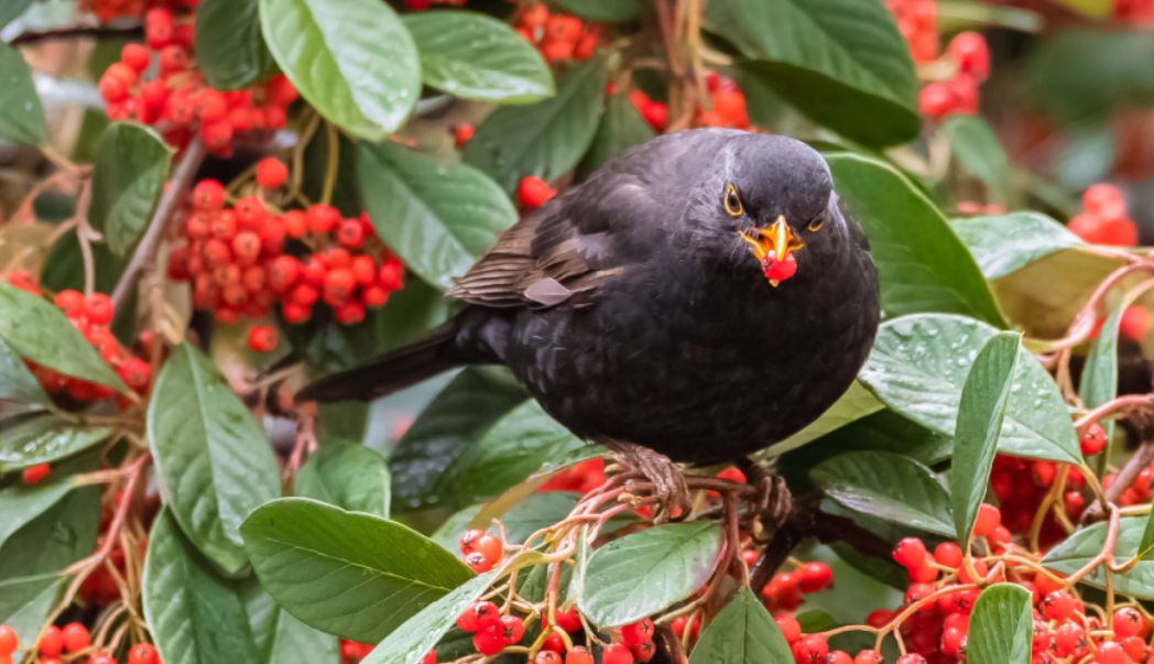 Berry bushes in Autumn