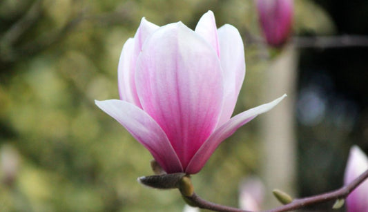 Everything you need to know about acid-loving plants