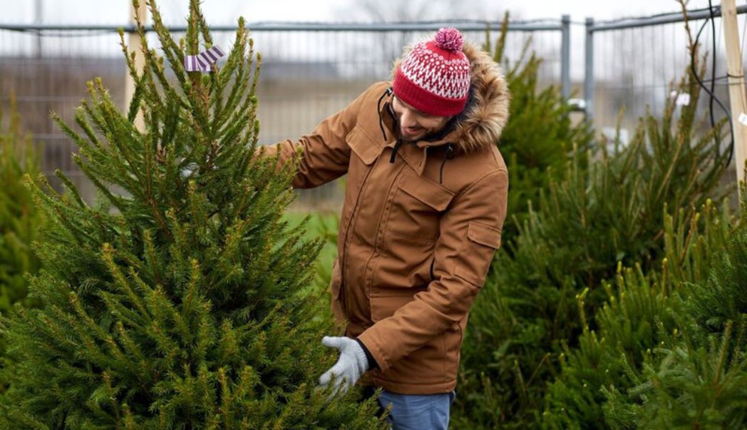 How to choose the perfect Christmas tree