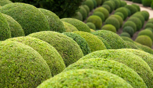 How to grow topiary