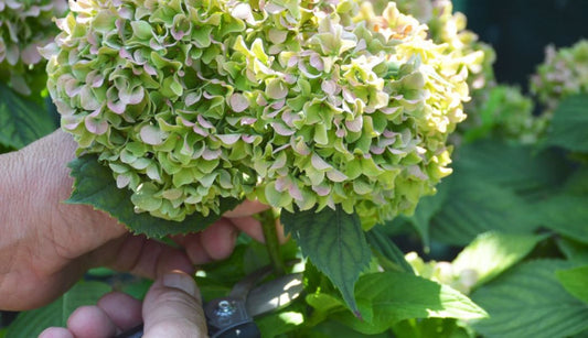 How to prune hydrangeas
