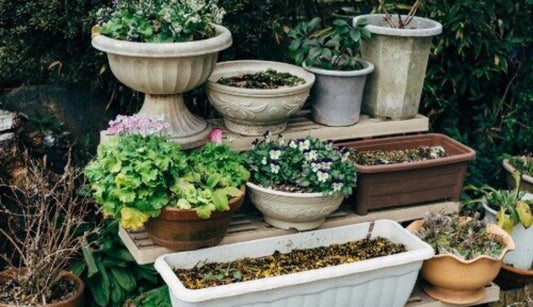 It’s time to fertilise garden plants