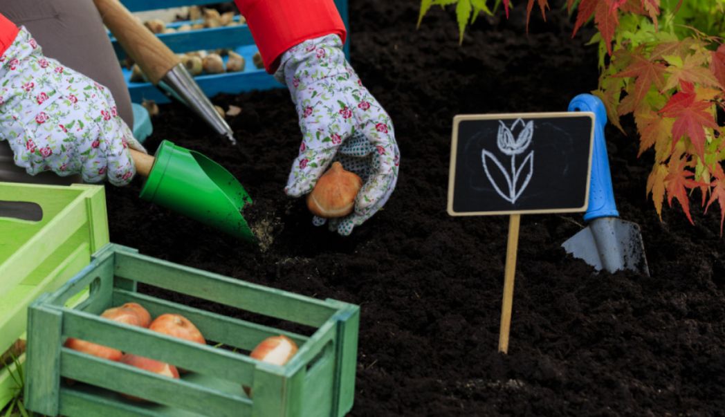 It's time to plant spring bulbs