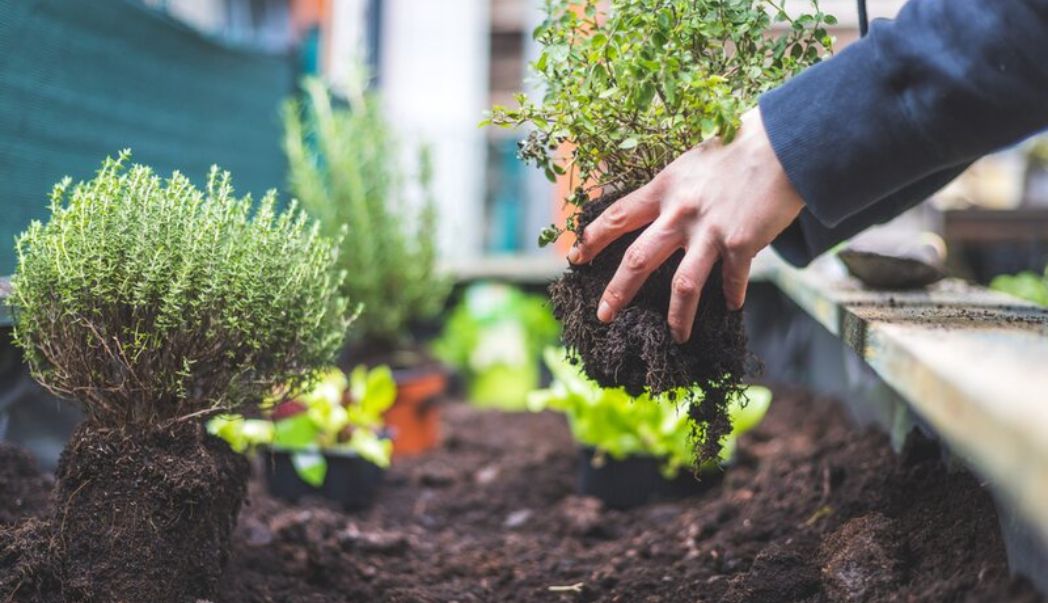 Kitchen garden tips for a successful harvest