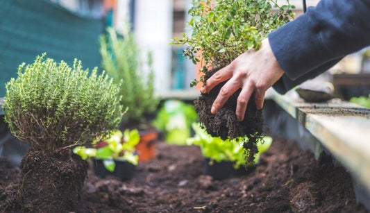 Kitchen garden tips for a successful harvest