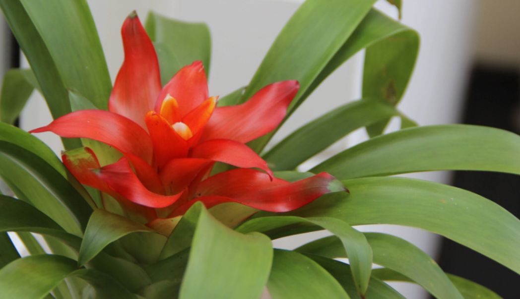 Make your house extra cosy with colourful houseplants
