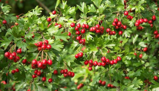 Plant native hedges to encourage wildlife