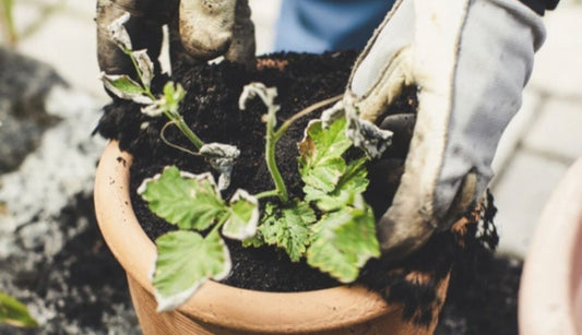 Refresh compost in pots