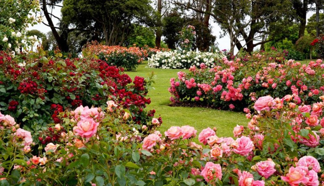 Roses for every garden