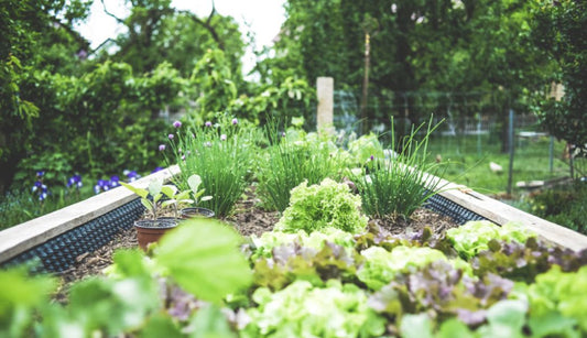 Sustainable kitchen garden ideas