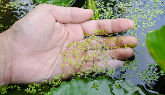 Take care of your pond in summer