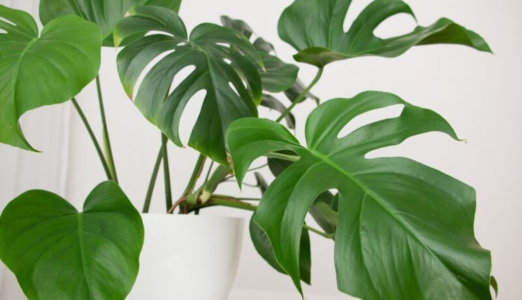 The Best Tips for a Stunning Monstera