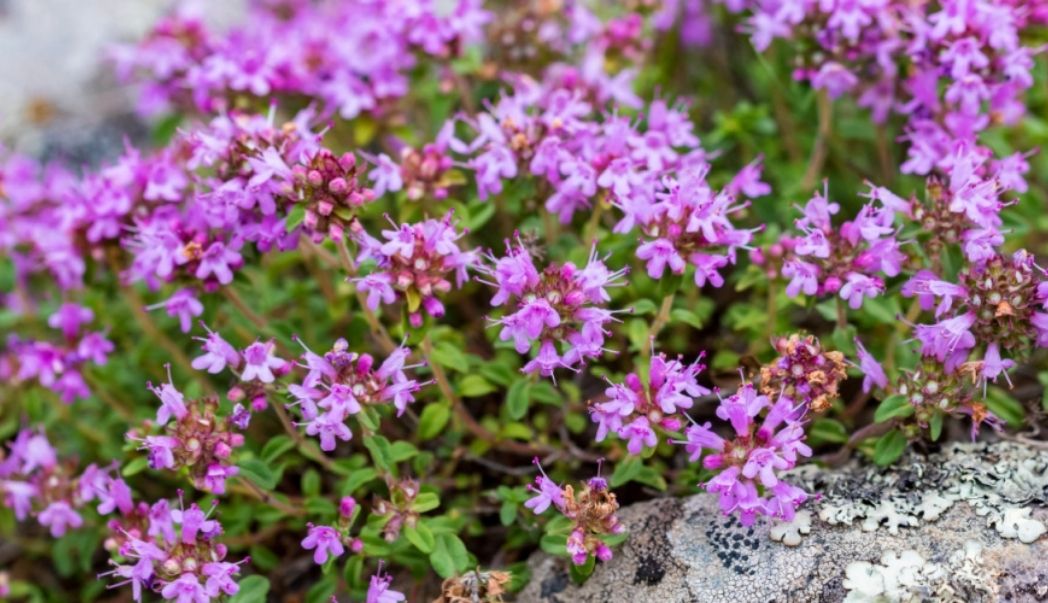 Top 10 plants for groundcover