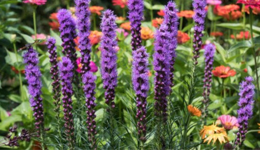 Top 10 summer flower bulbs to grow