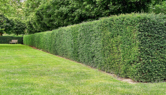 Top 5 alternatives to box hedging
